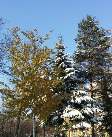 3 drzewa wczesną zimą